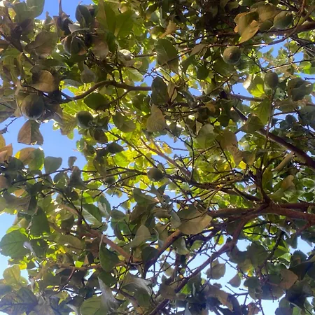 Feriehus Casa Chichirica