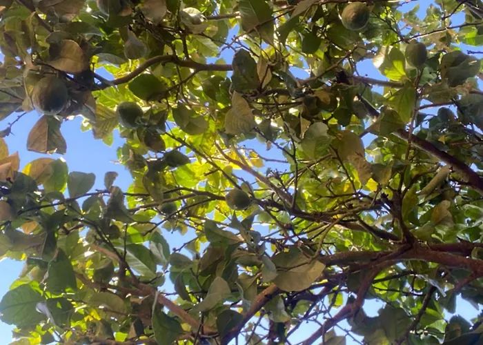 Dom wakacyjny Casa Chichirica